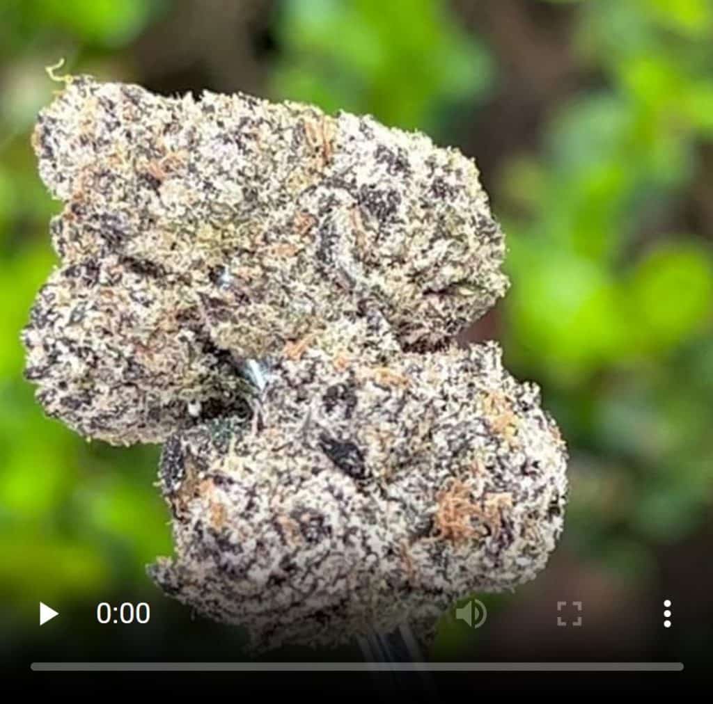 bahama mama milk by mamey's bodega strain review by thethcspot 3