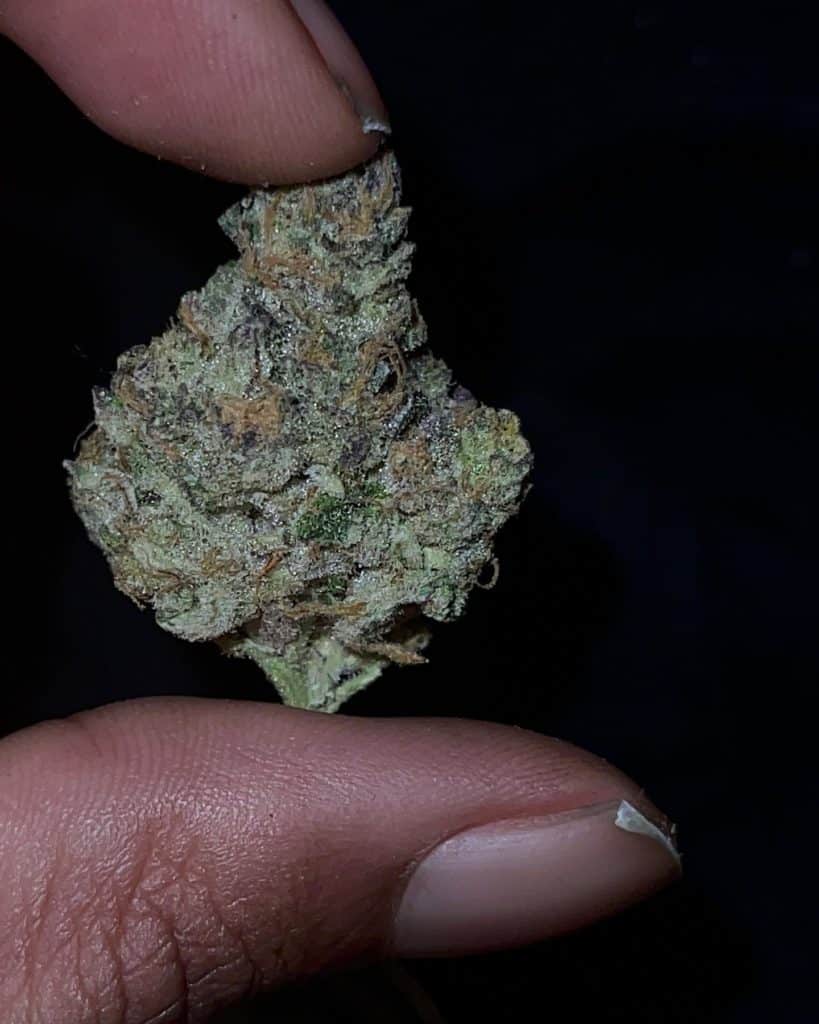 carbon fiber #19 by diamond fire strain review by feartheterps