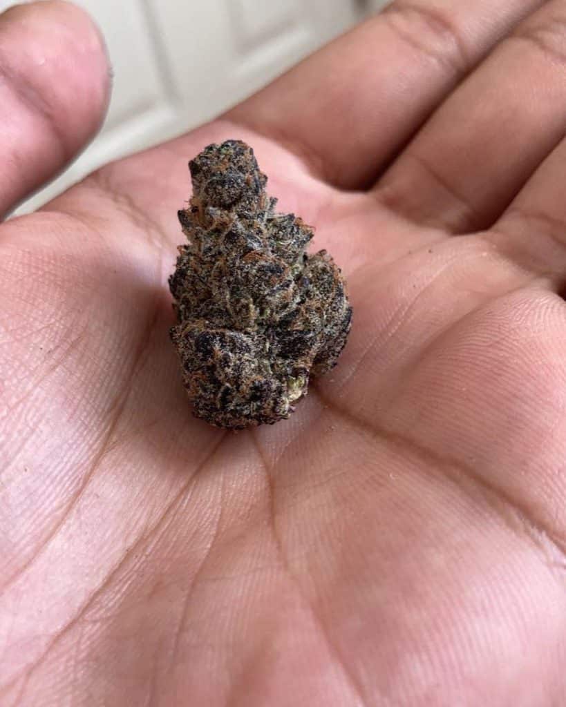 dragon runtz #15 by green dragon strain review by jaz_reviews_ca