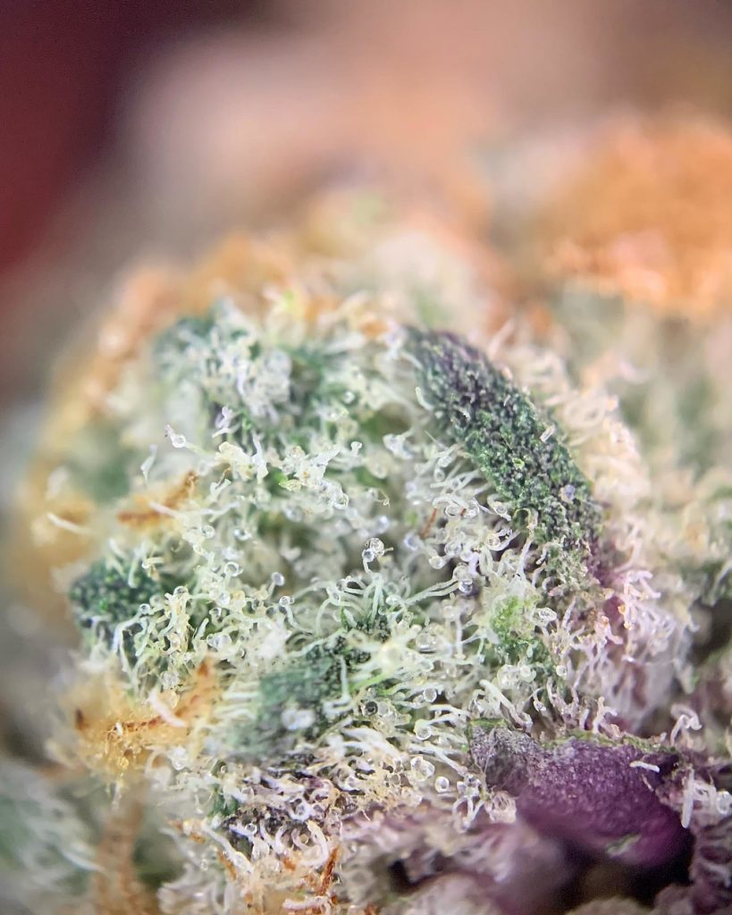 glitterati by high noon cultivation strain review by pnw.chronic 2