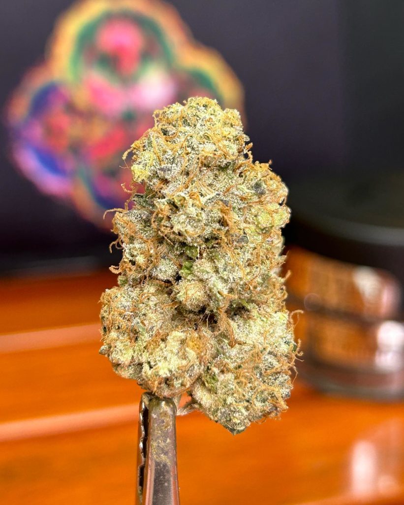 grandmas cookies by team elite genetics strain review by cali_bud_reviews