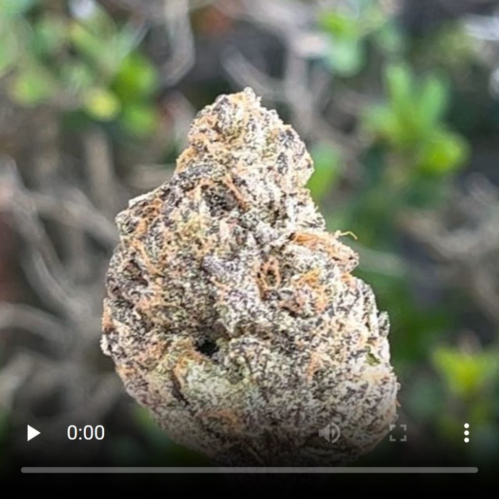 pink zushi by the tenco strain review by thethcspot 3