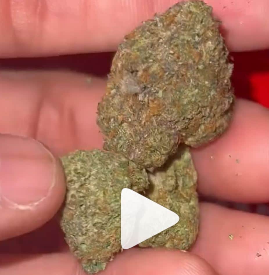 rs11 by paperboy strain review by thecannaisseurking