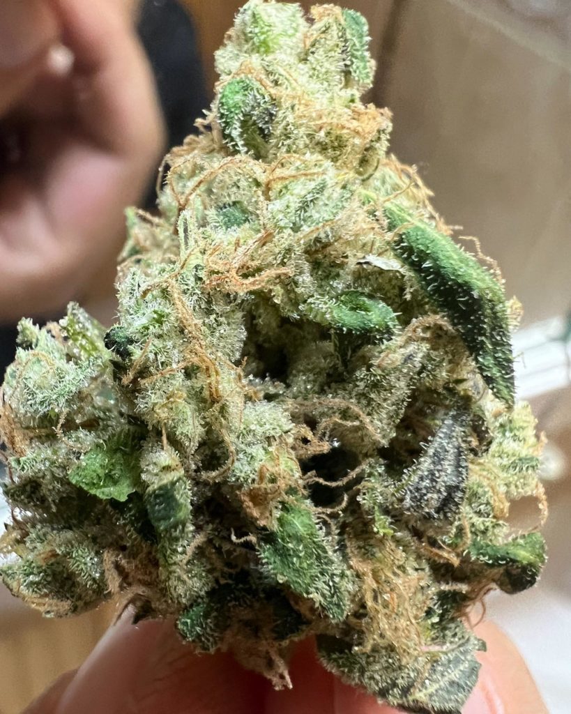 sour diesel aj by blackrabbit farm strain review by hazeandsour