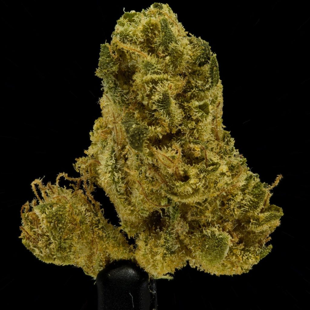 sour lemon mac by maven genetics strain review by ogweedreview 2