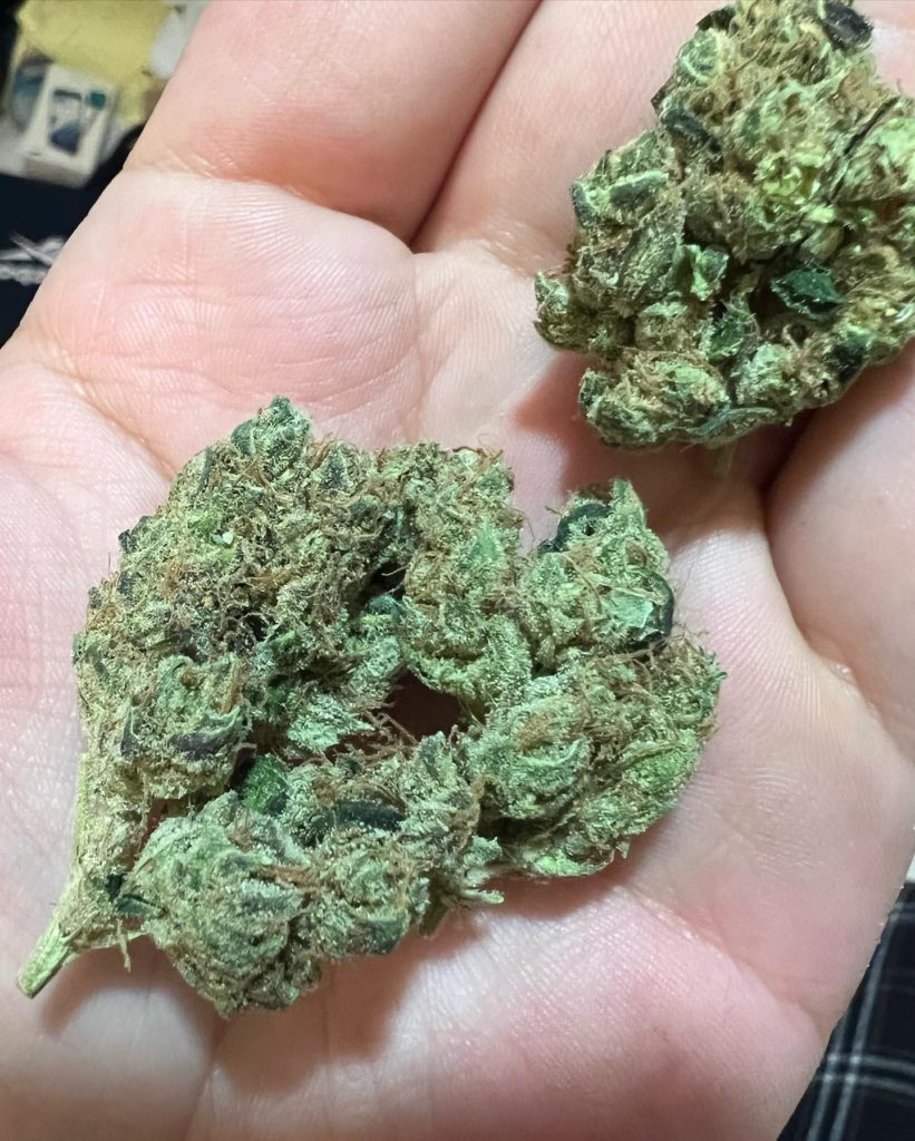 uptown sour diesel aka the heights by dorsia strain review by hazeandsour 2