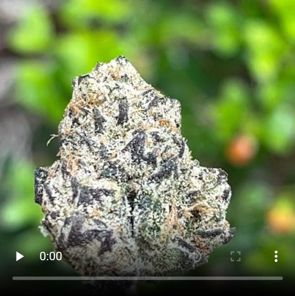 x-ray by permanent holiday strain review by thethcspot 2