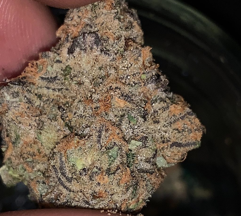 zushi by well rooted genetics strain review by feartheterps